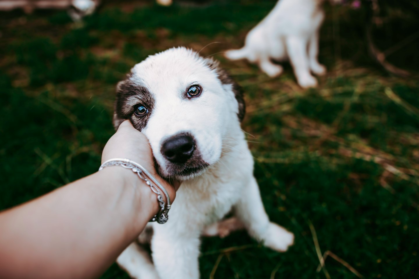 Una mano con un bracciale d'argento accarezza un cucciolo soffice.