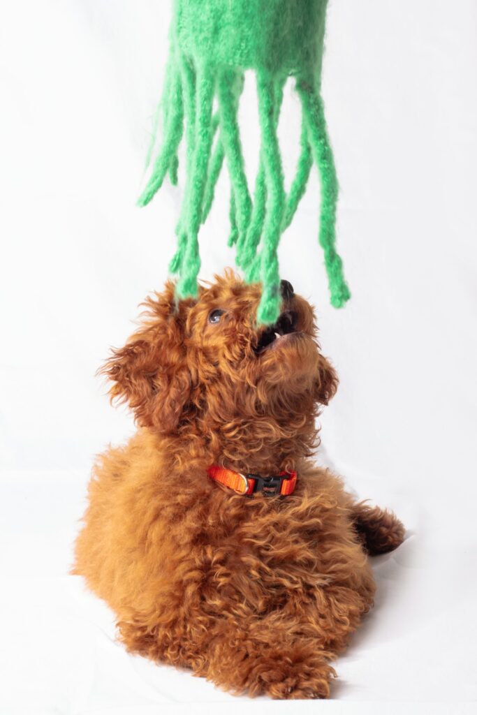 Cucciolo di Barboncino Toy Red Intenso
