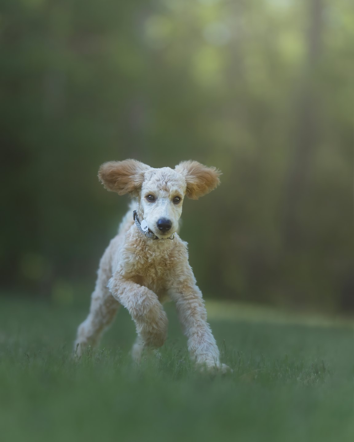 Un cucciolo di barboncino color crema corre in un campo erboso.