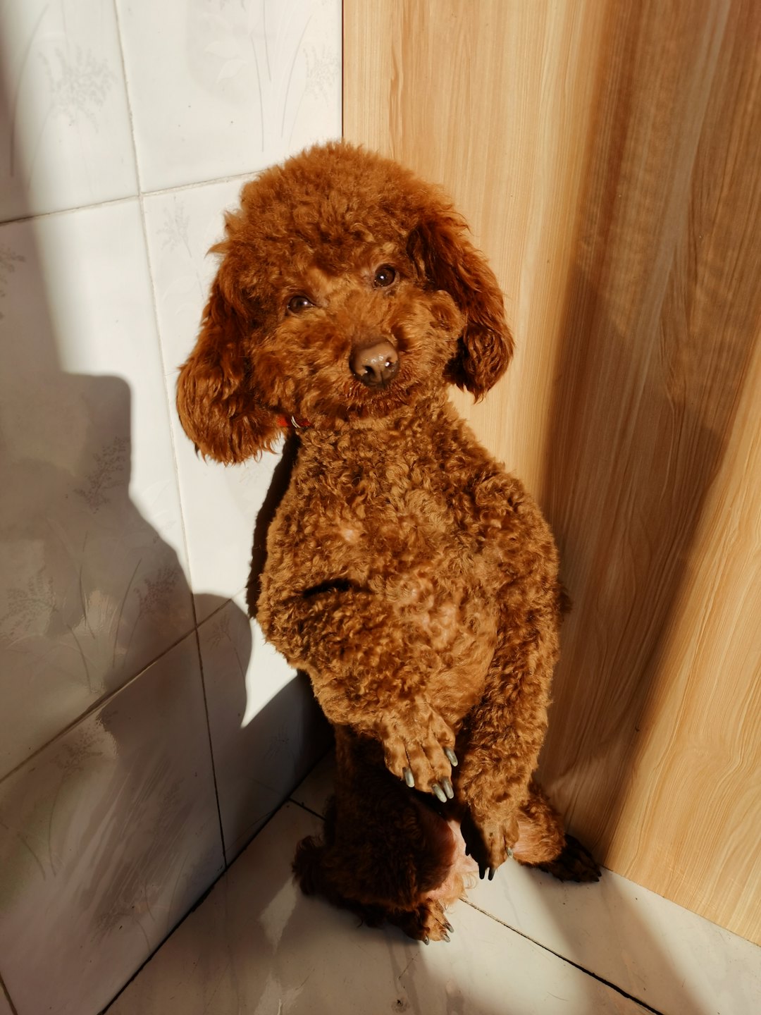 Barboncino toy in piedi sulle zampe posteriori in un angolo illuminato dal sole.