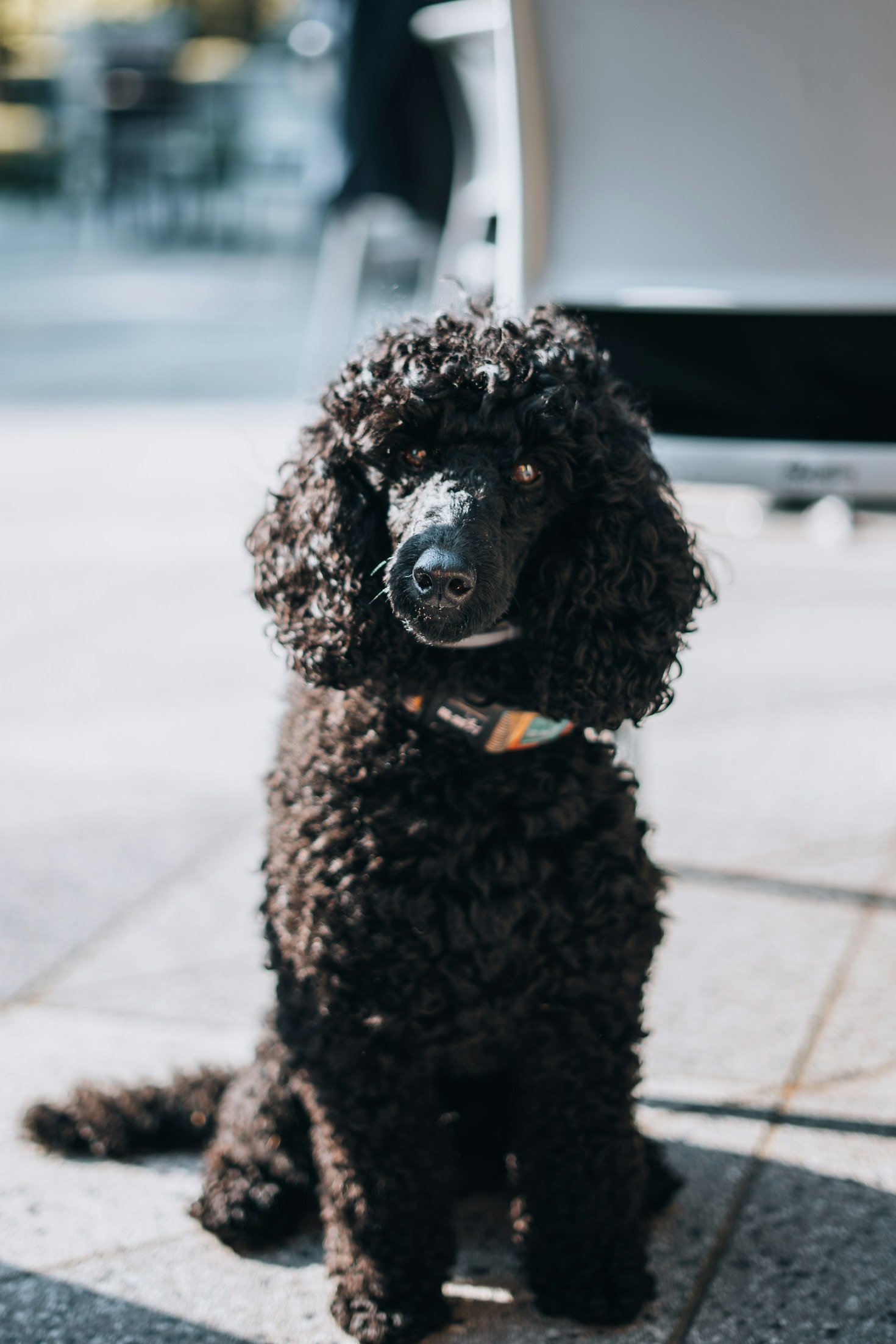 Guida ai colori del barbone: fulvo, silver e phantom