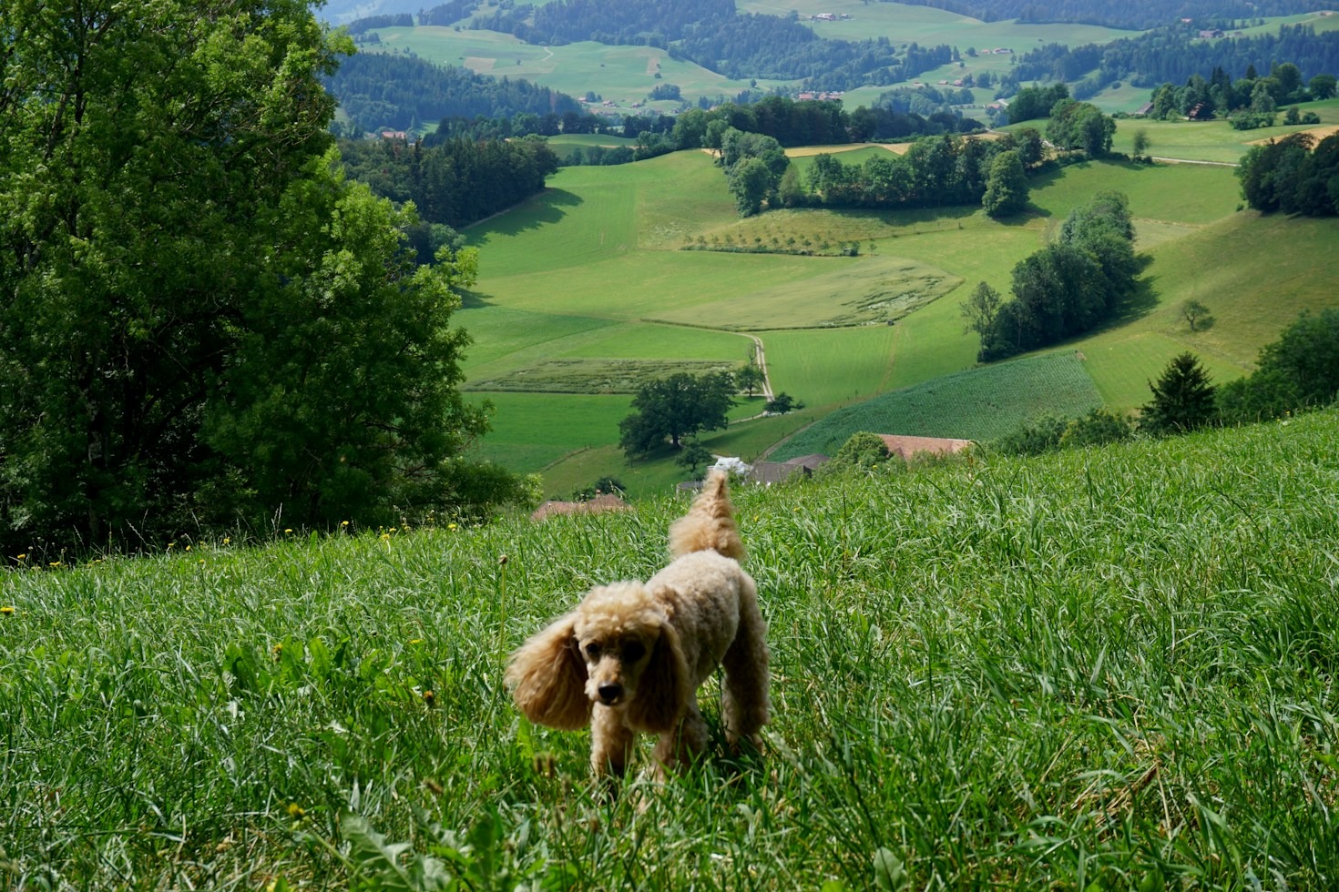 Attività e giochi stimolanti per cani brillanti